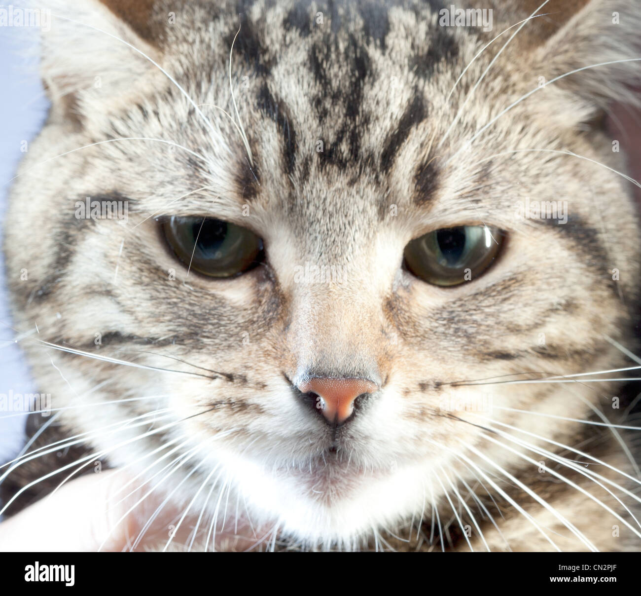 Ritratto di gatto, close up Foto Stock