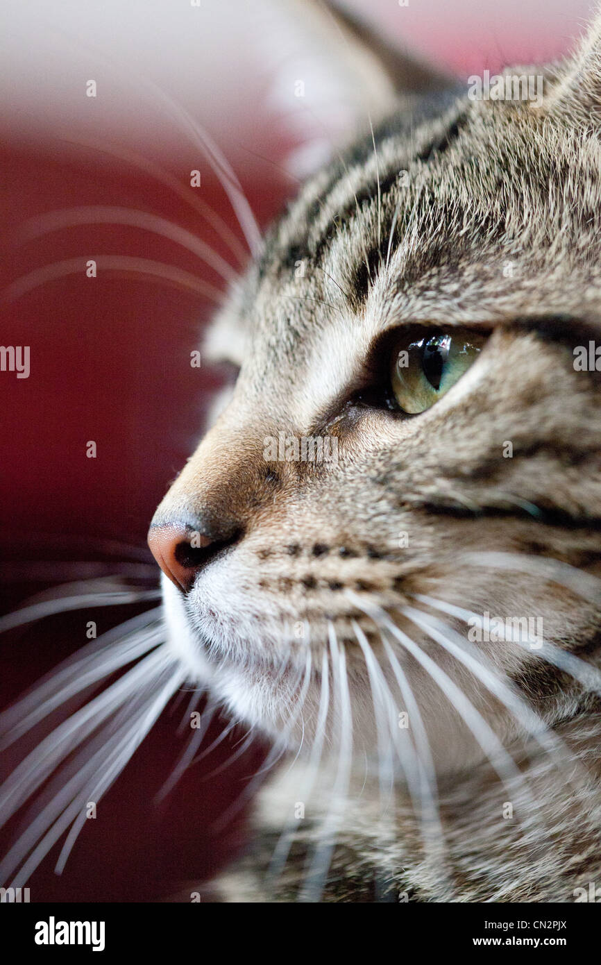 Ritratto di gatto, close up Foto Stock