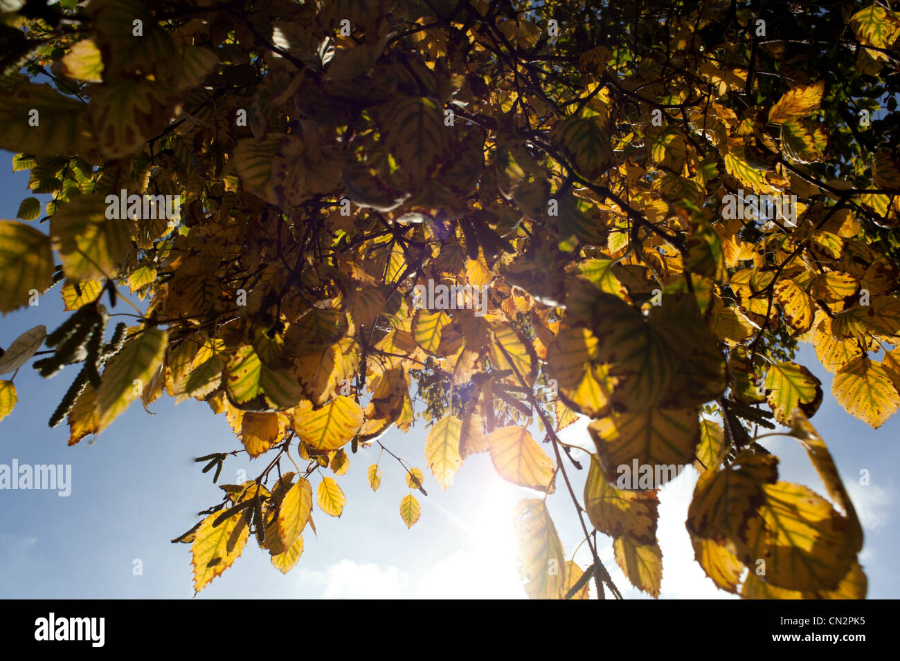 Foglie di autunno a basso angolo di visione Foto Stock