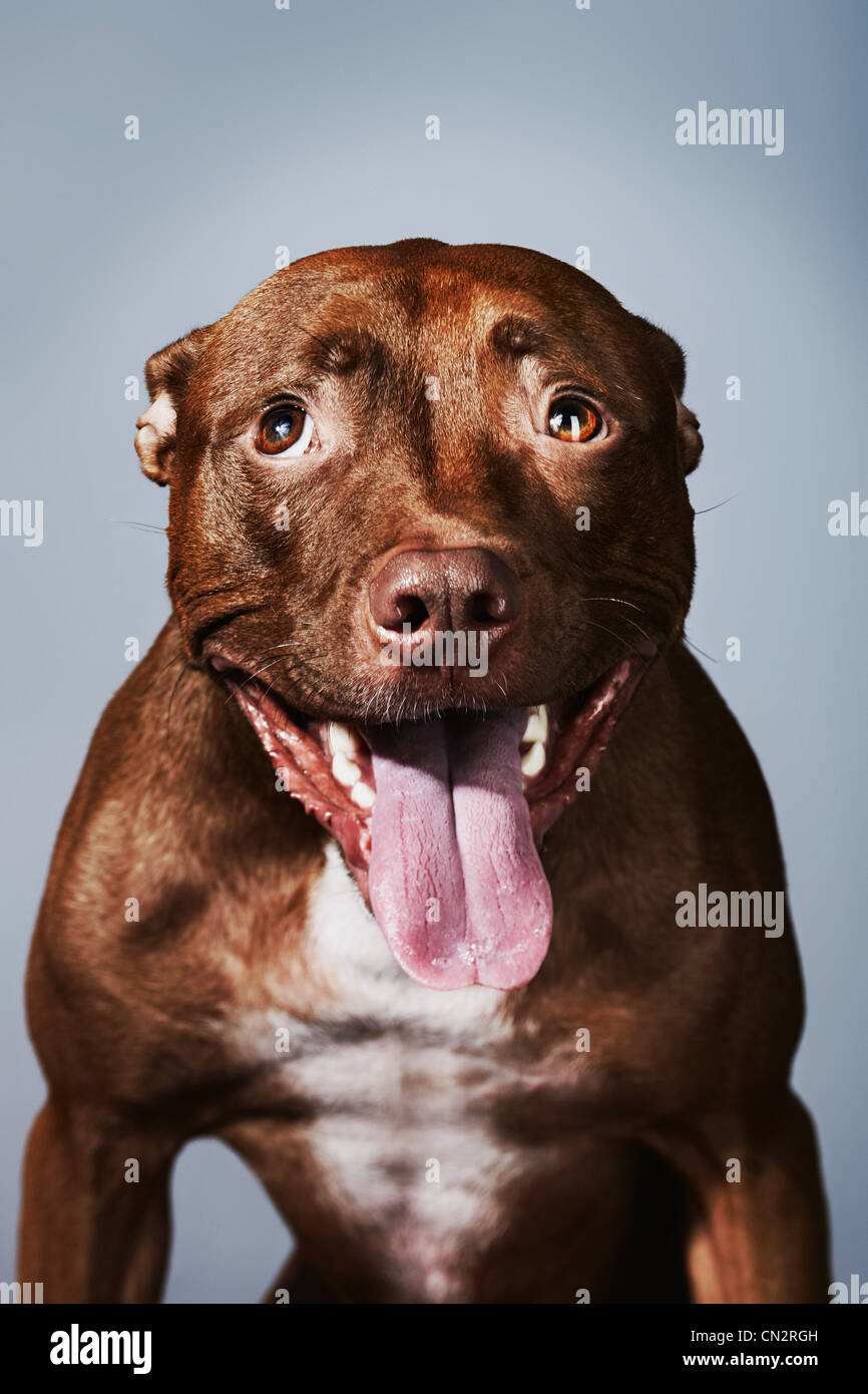 Ritratto di un pitbull con la lingua fuori Foto Stock