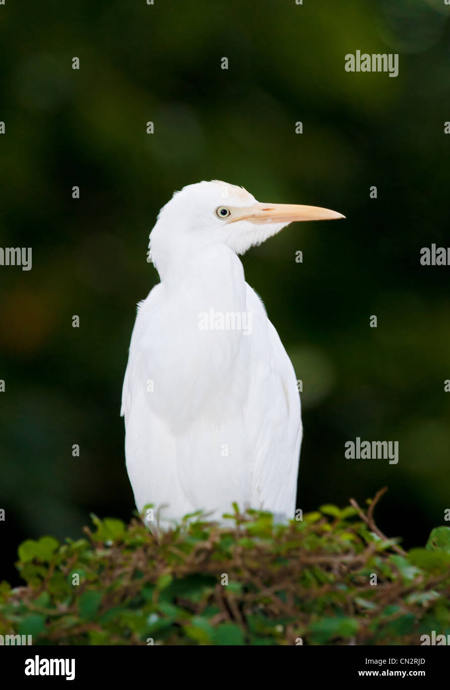 Un bianco airone guardabuoi uccello sorge sulla sommità di una boccola Foto Stock