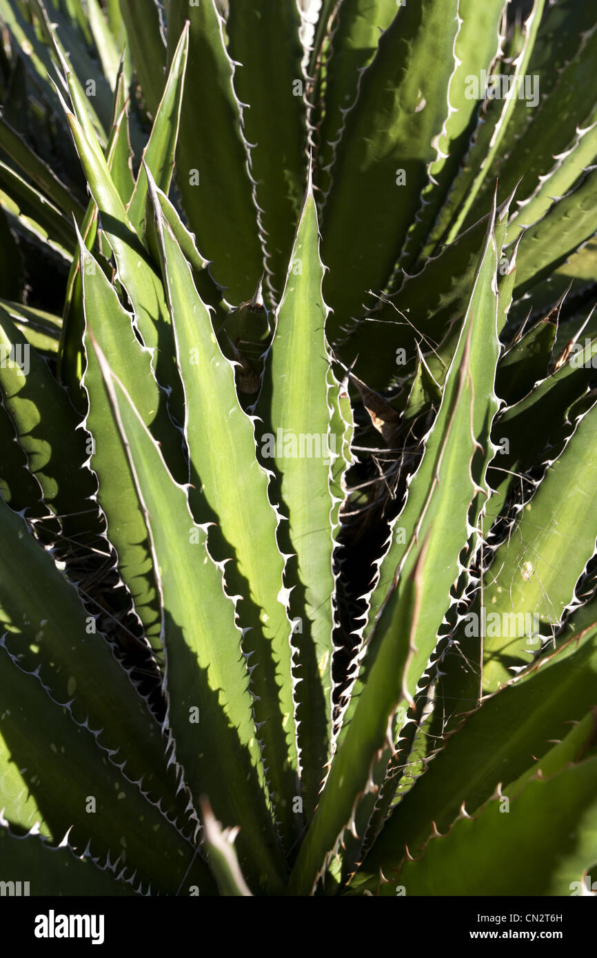 Foglie di cactus, ad alto angolo di visione, Texas, Stati Uniti d'America Foto Stock