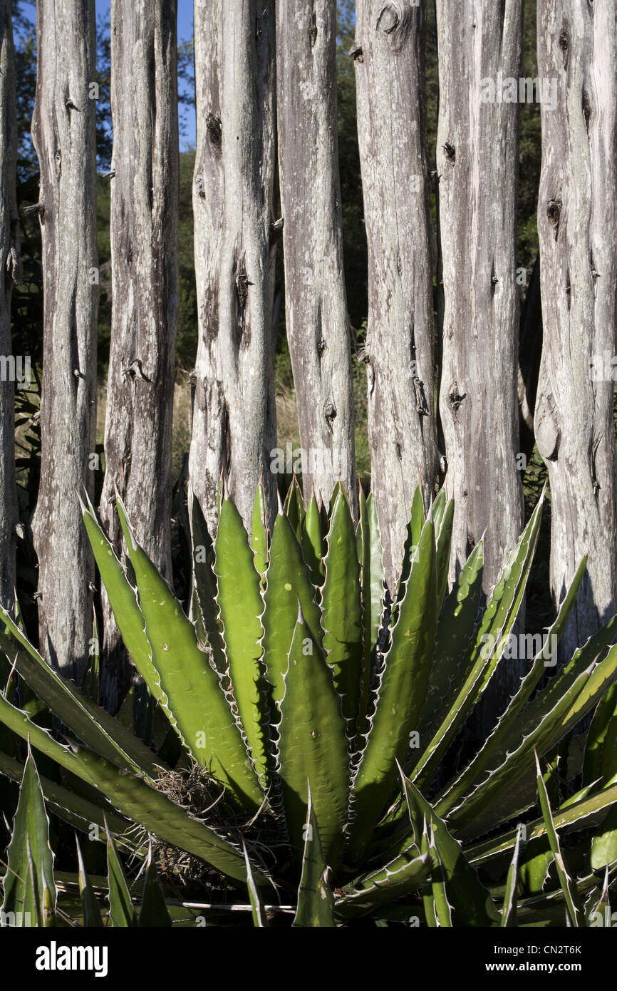 Cactus contro il vecchio recinto in legno, Texas, Stati Uniti d'America Foto Stock
