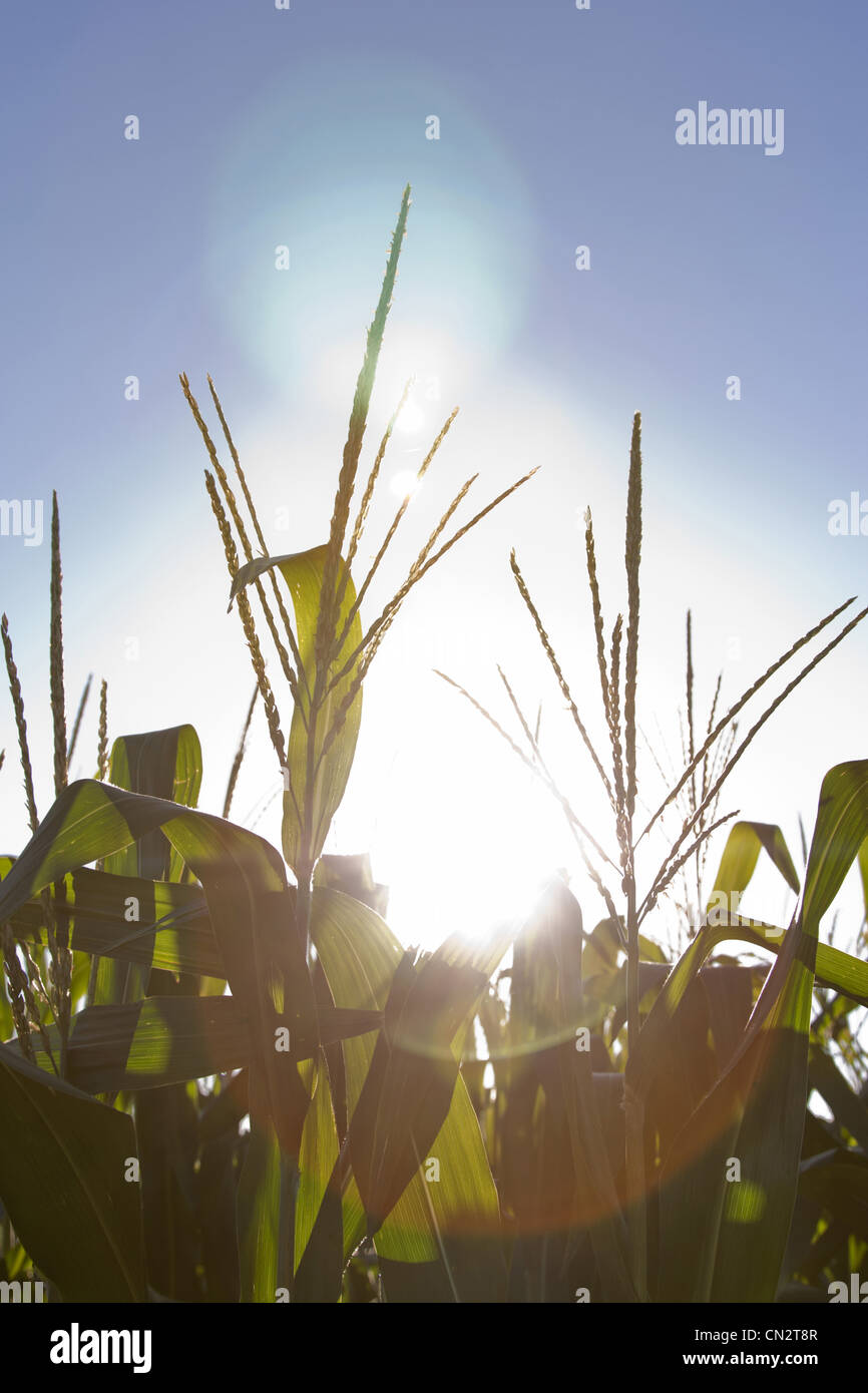 La luce del sole attraverso gli stocchi mais, Texas, Stati Uniti d'America Foto Stock
