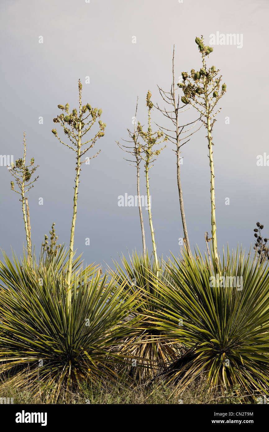Fioritura delle piante di Yucca contro il cielo grigio Foto Stock