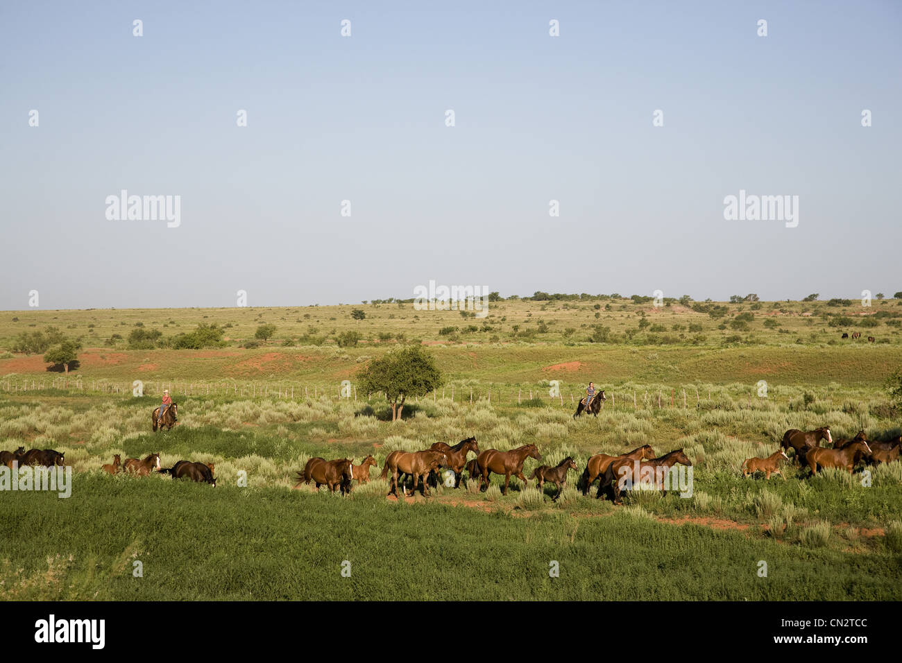 Le donne a cavallo con allevamento di cavalli in campo rurale, Texas, Stati Uniti d'America Foto Stock