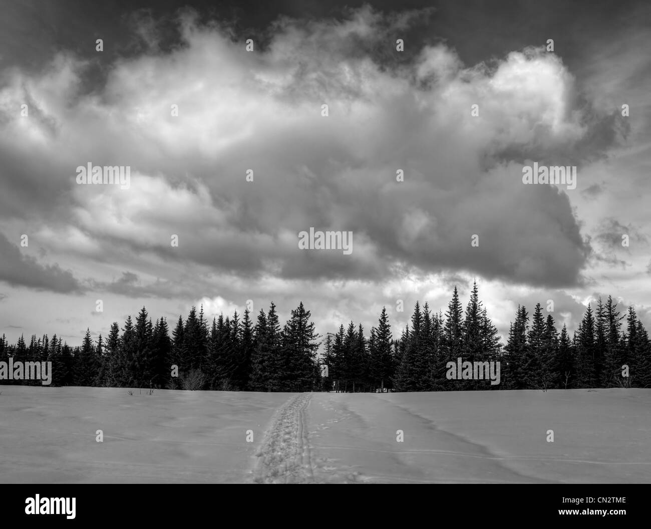 Nuvola grande in un territorio rurale Alaskan paesaggio con un percorso che conduce in abete rosso in inverno con neve sul terreno. Foto Stock