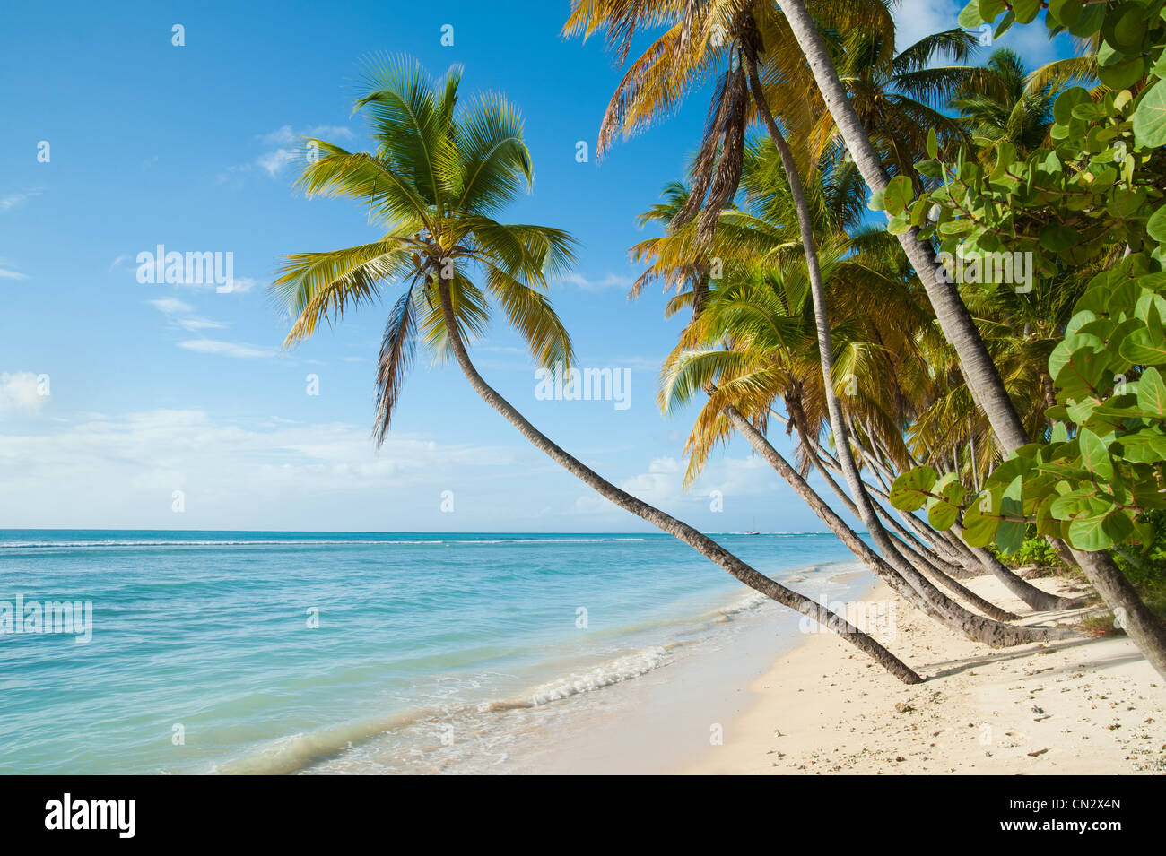 Spiaggia, mare e palme, Pigeon Point, Tobago Foto Stock