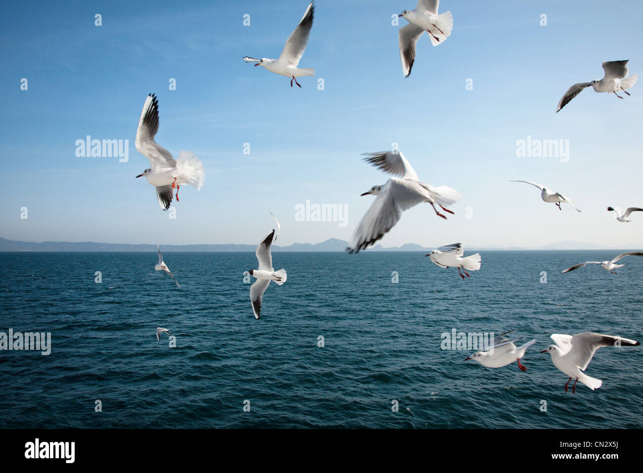 I gabbiani sorvolano il mare Foto Stock