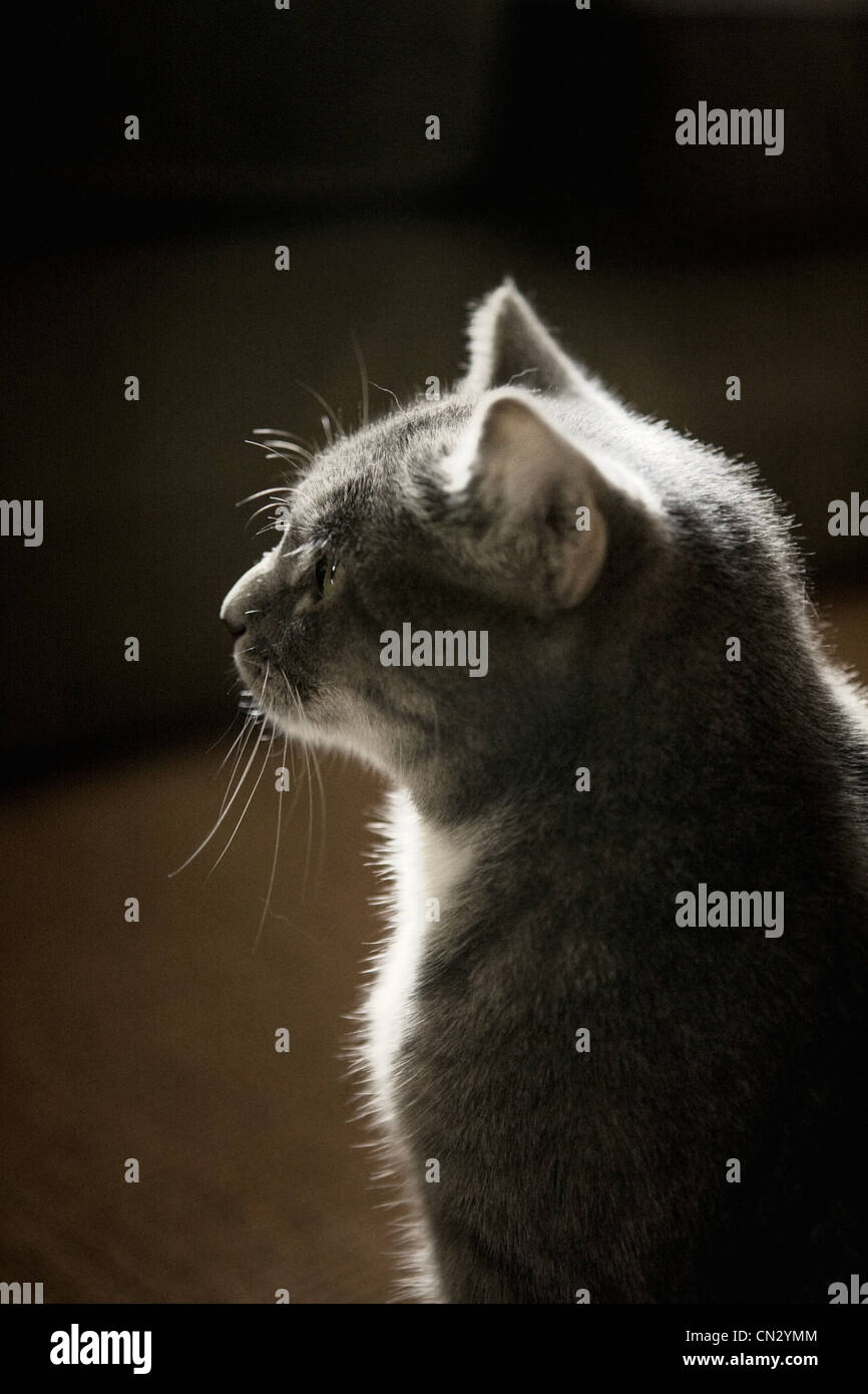 Piccolo gatto grigio Foto Stock