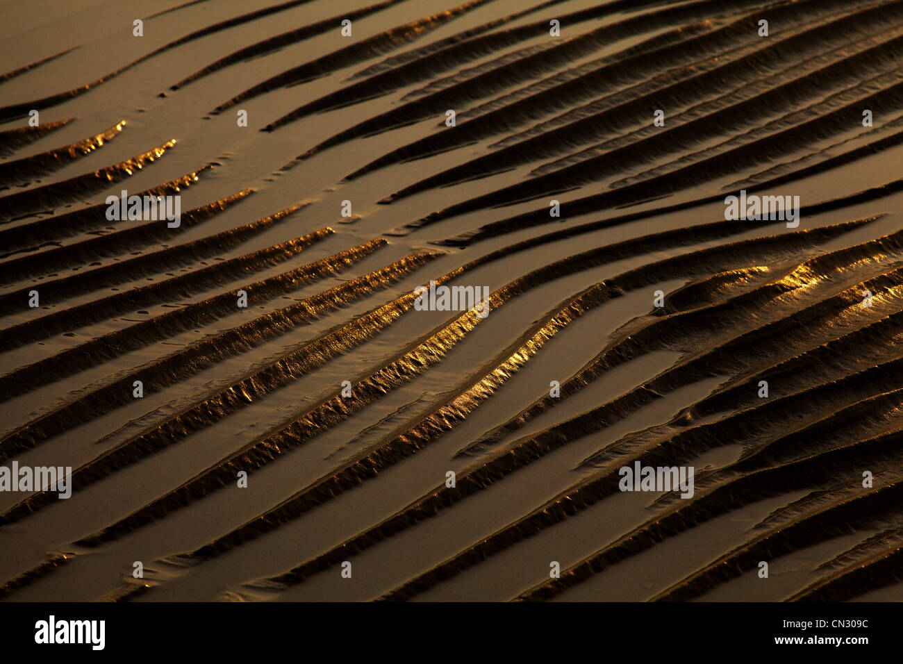 Primo piano delle dune dorate di sabbia di Lignano Sabbiadoro alla luce della sera. Foto Stock