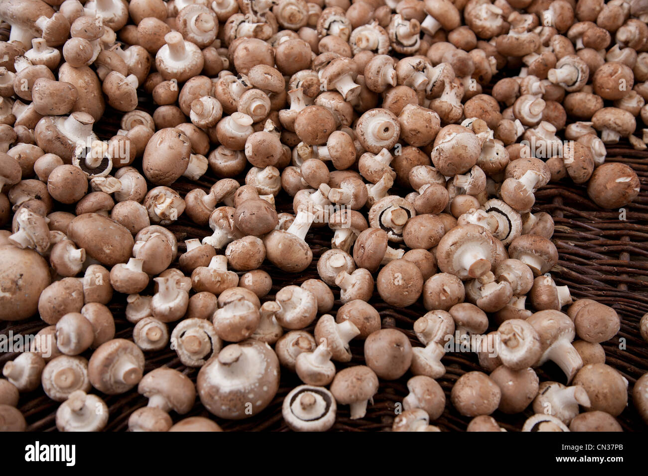 Funghi champignon Foto Stock