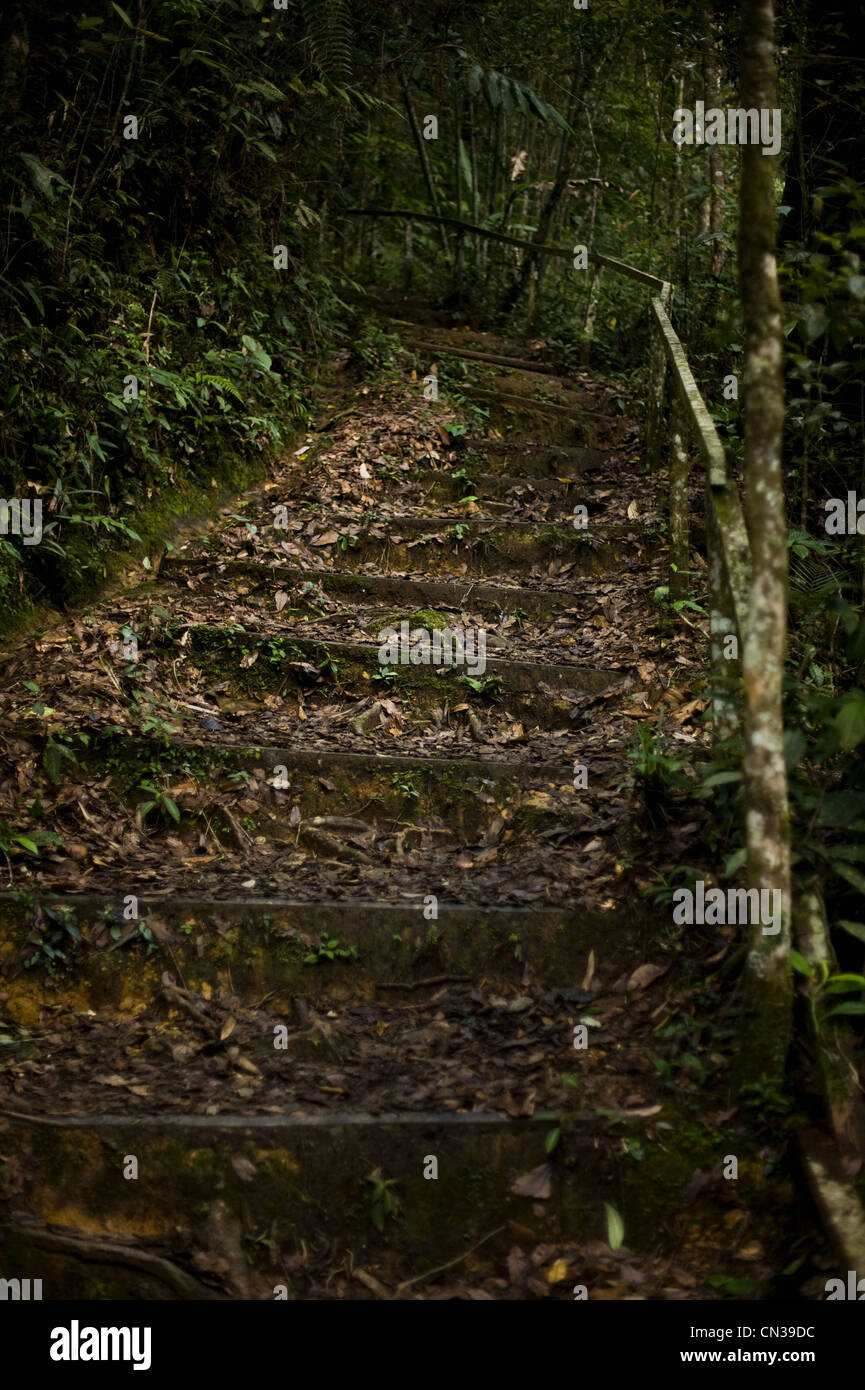 Percorso in una foresta, Mt Kinabalu, Malaysia Foto Stock