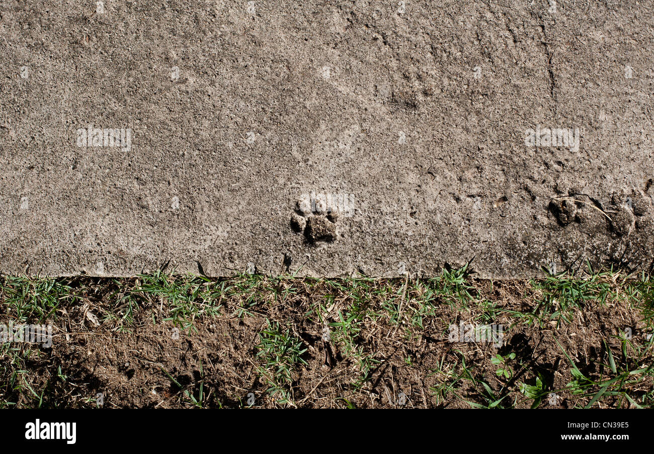 Gatto stampa della zampa in calcestruzzo Foto Stock