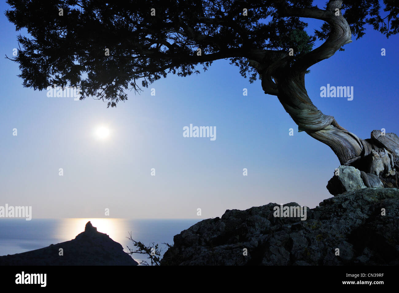 Albero di ginepro e Mar Nero al chiaro di luna, Novyi SVIT/ASFI Zona villaggio, Crimea, Ucraina Foto Stock