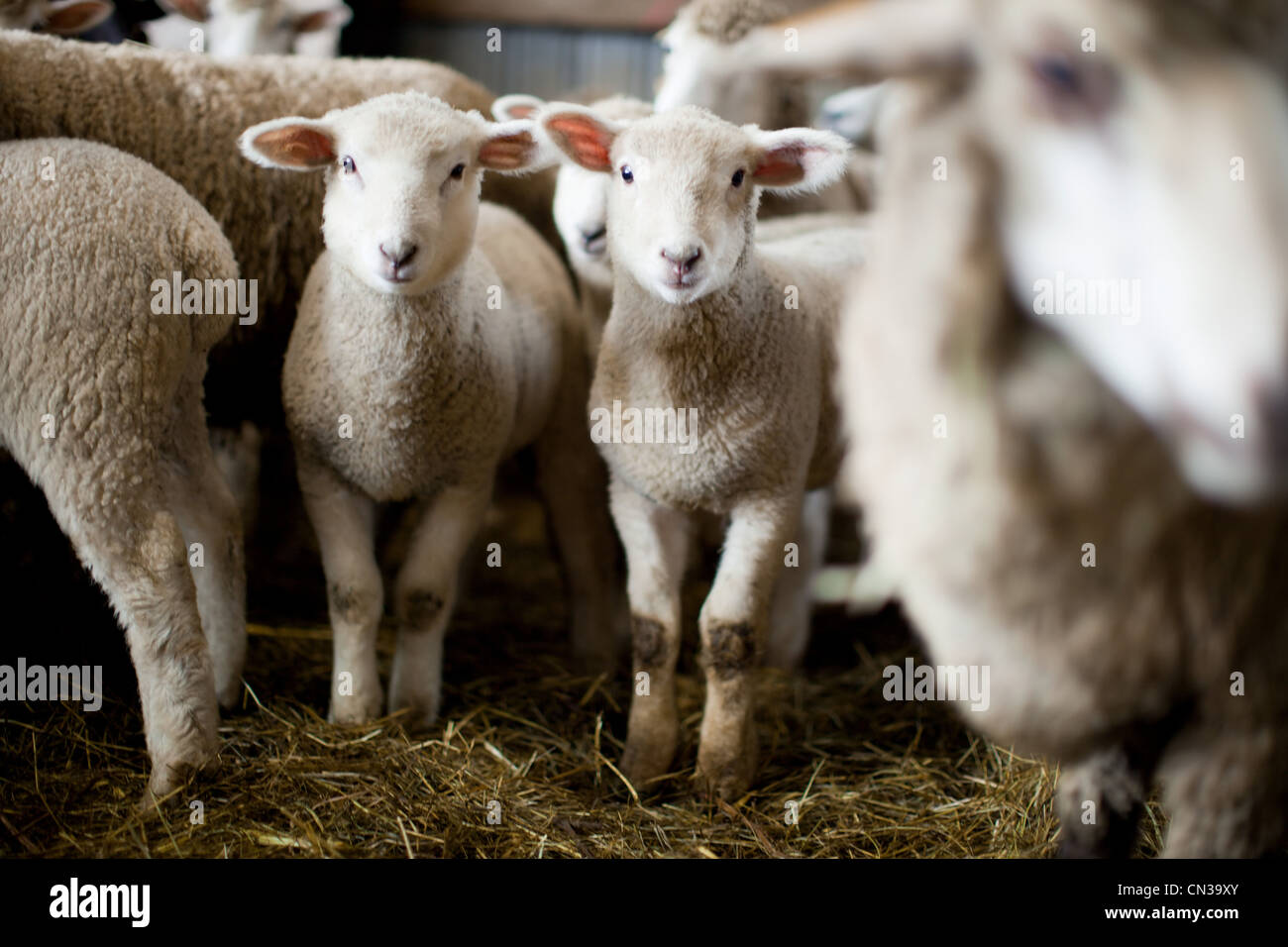 Sognare Un Gregge Di Pecore Significato Gregge O Gregge Di Pecore Immagini e Fotos Stock - Alamy