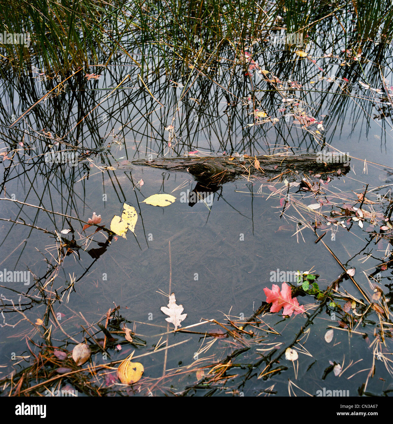 Legno e foglie galleggianti in stagno Foto Stock