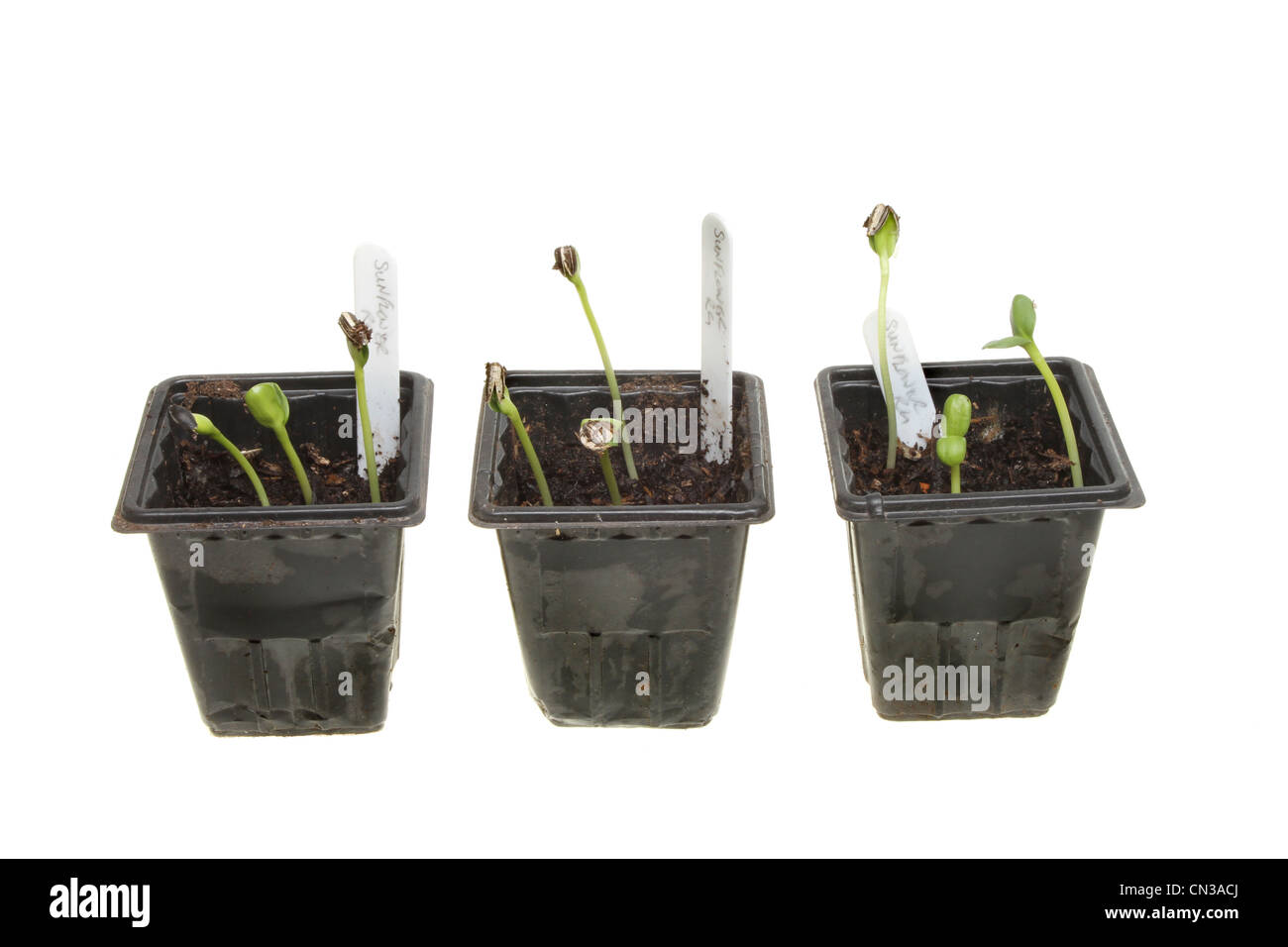 Germogli di semi di girasole in vasi di plastica con etichette vegetale isolata contro bianco Foto Stock