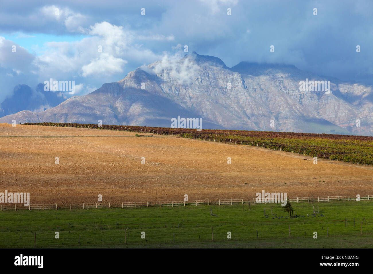 Paesaggio di montagna e il vigneto, Stellenbosch, Sud Africa Foto Stock