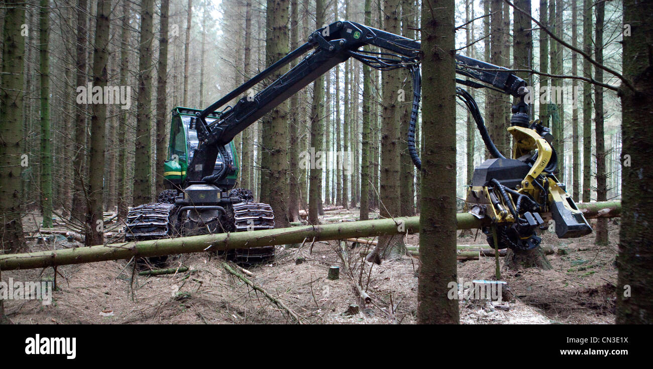 Silvicoltura il taglio di alberi in una foresta con un John Deere Harvester vicino al villaggio di ae, Dumfries and Galloway, Scotland, Regno Unito Foto Stock