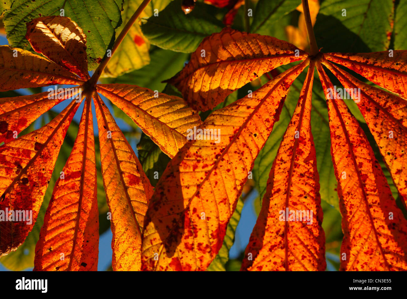 Foglie di autunno di Ippocastano (Aesculus hippocastanum). Powys, Galles. Ottobre. Foto Stock