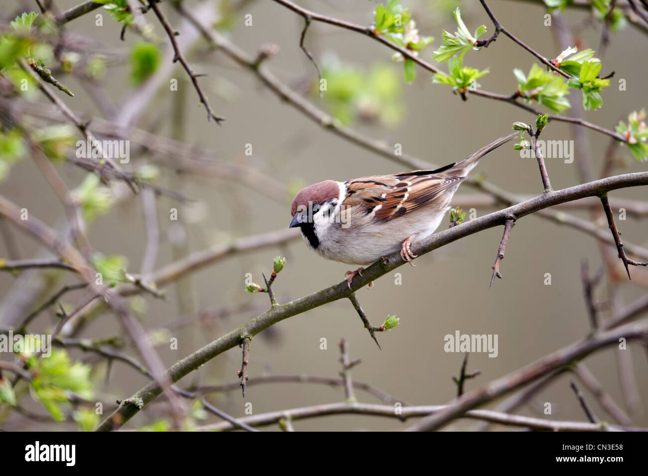 Tree sparrow, Passer montanus, singolo uccello sul ramo, Warwickshire, Aprile 2012 Foto Stock