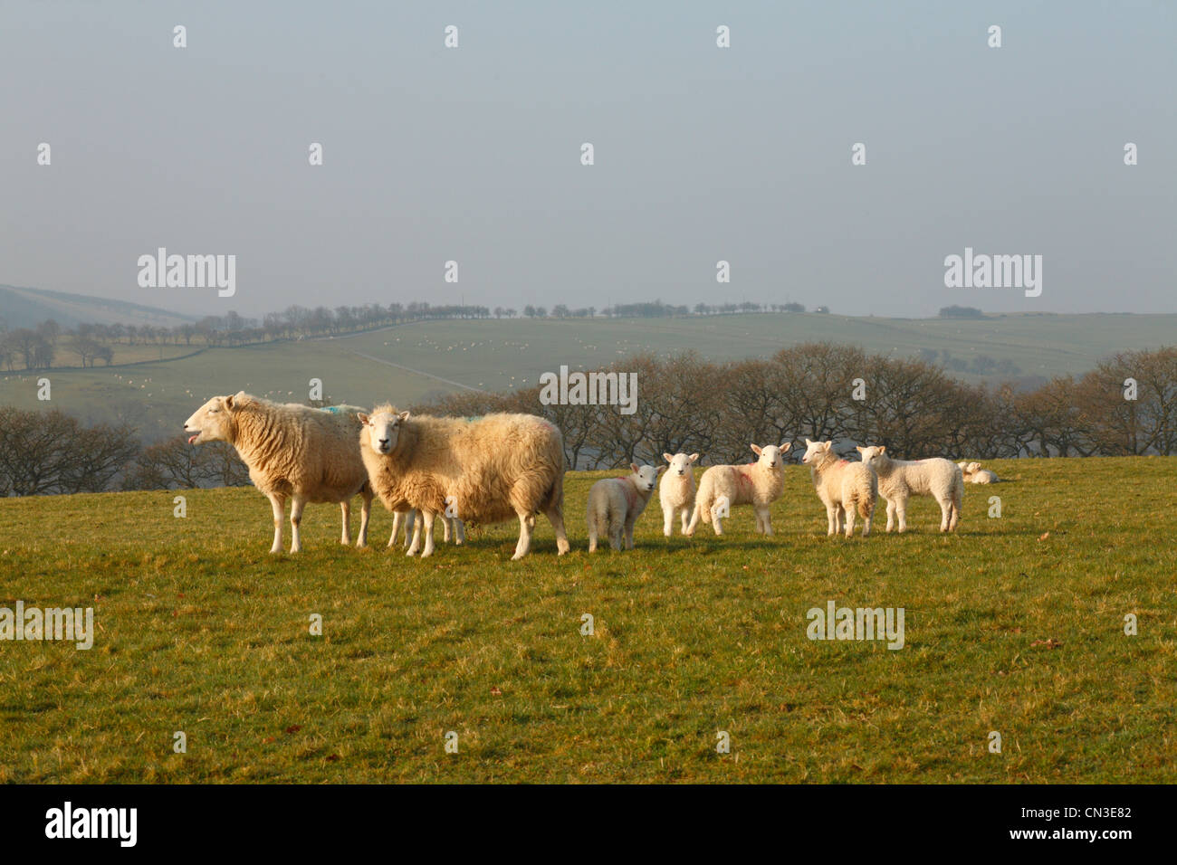 Incrociate le pecore e gli agnelli. Powys, Galles. Marzo. Foto Stock