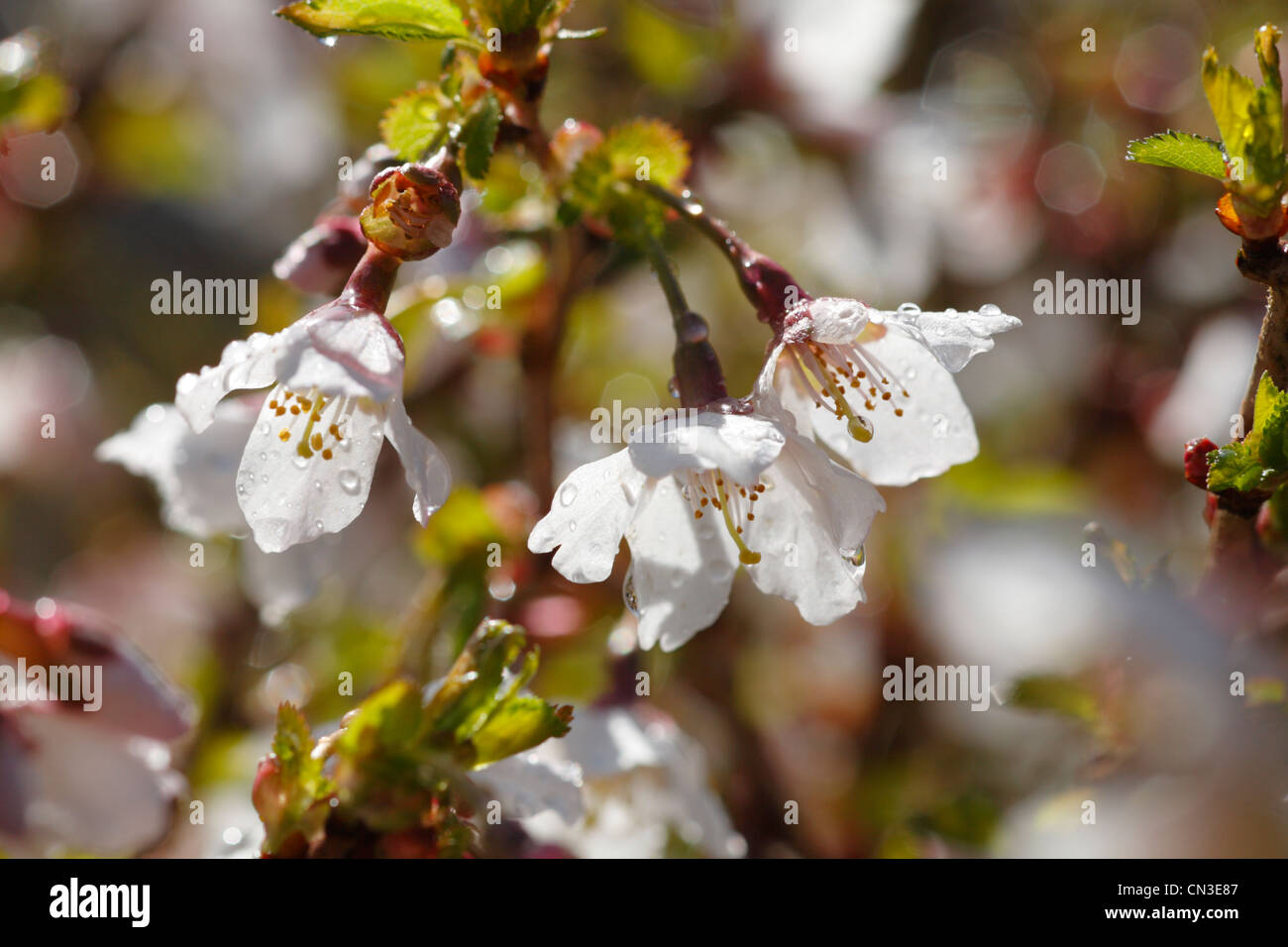 Fiori di un giapponese Nana fioritura ciliegio (Prunus sp.) in un giardino. Powys, Galles. Aprile. Foto Stock