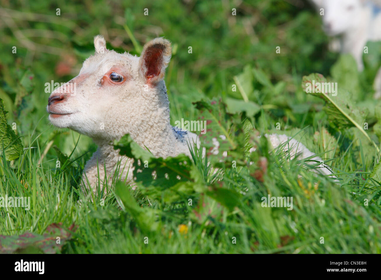 Croce-incrociato di agnello. Powys, Galles. Aprile. Foto Stock