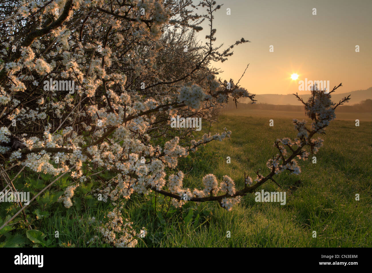 Prugnolo (Prunus spinosa hedge fioritura su di una azienda agricola biologica. Powys, Wales, Regno Unito. Foto Stock