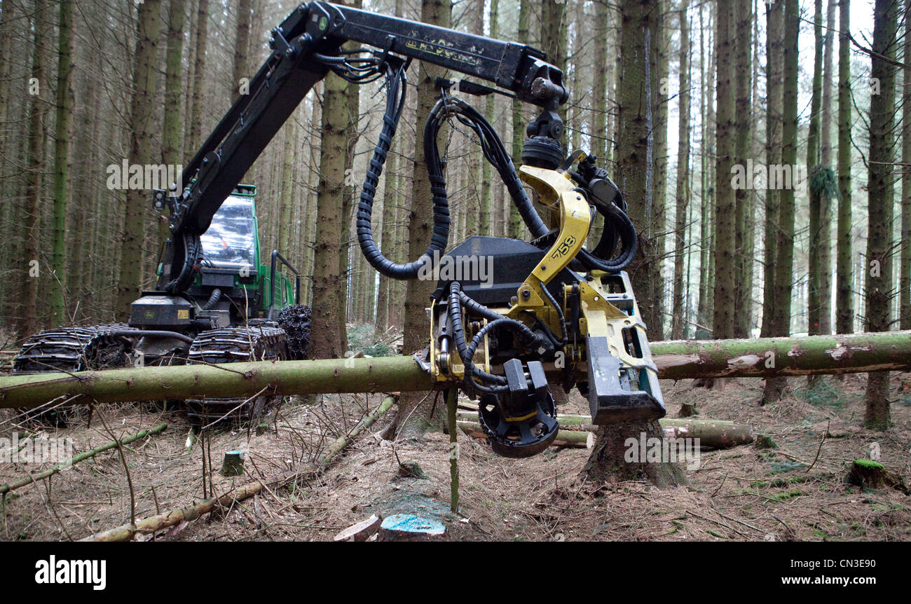 Silvicoltura il taglio di alberi in una foresta con un John Deere Harvester vicino al villaggio di ae, Dumfries and Galloway, Scotland, Regno Unito Foto Stock