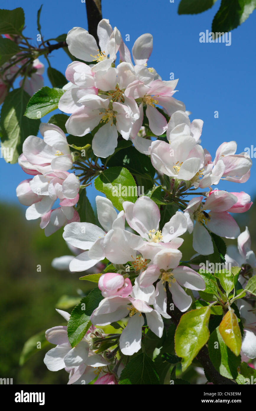 Sbocciano i fiori coltivati a Apple (malus domestica) varietà ' rosso Falstaff'. Una varietà di dessert. Foto Stock