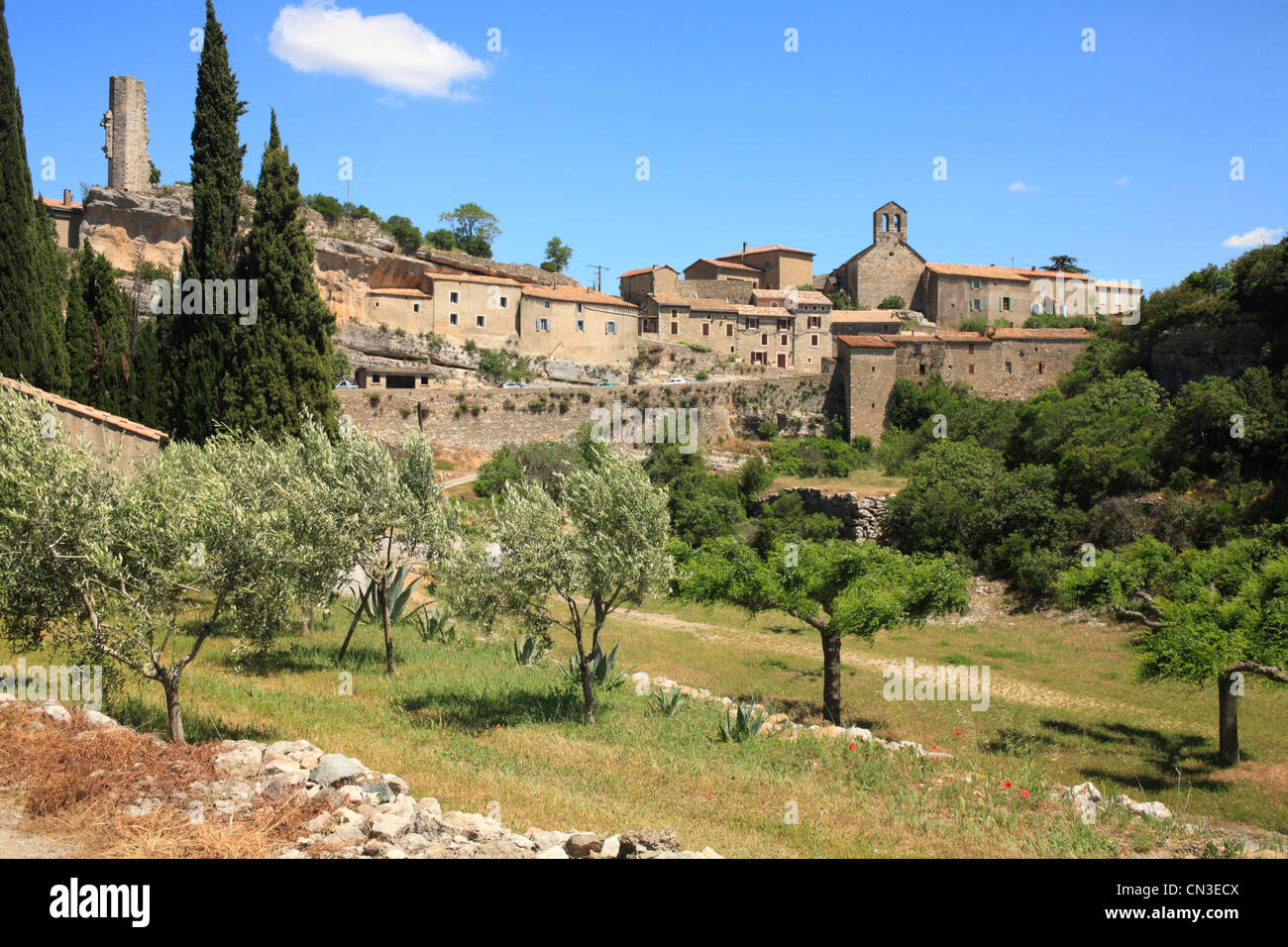 Un frutteto di oliva nella storica cittadina di Minerve, Département de l'Hérault, Francia. Maggio. Foto Stock