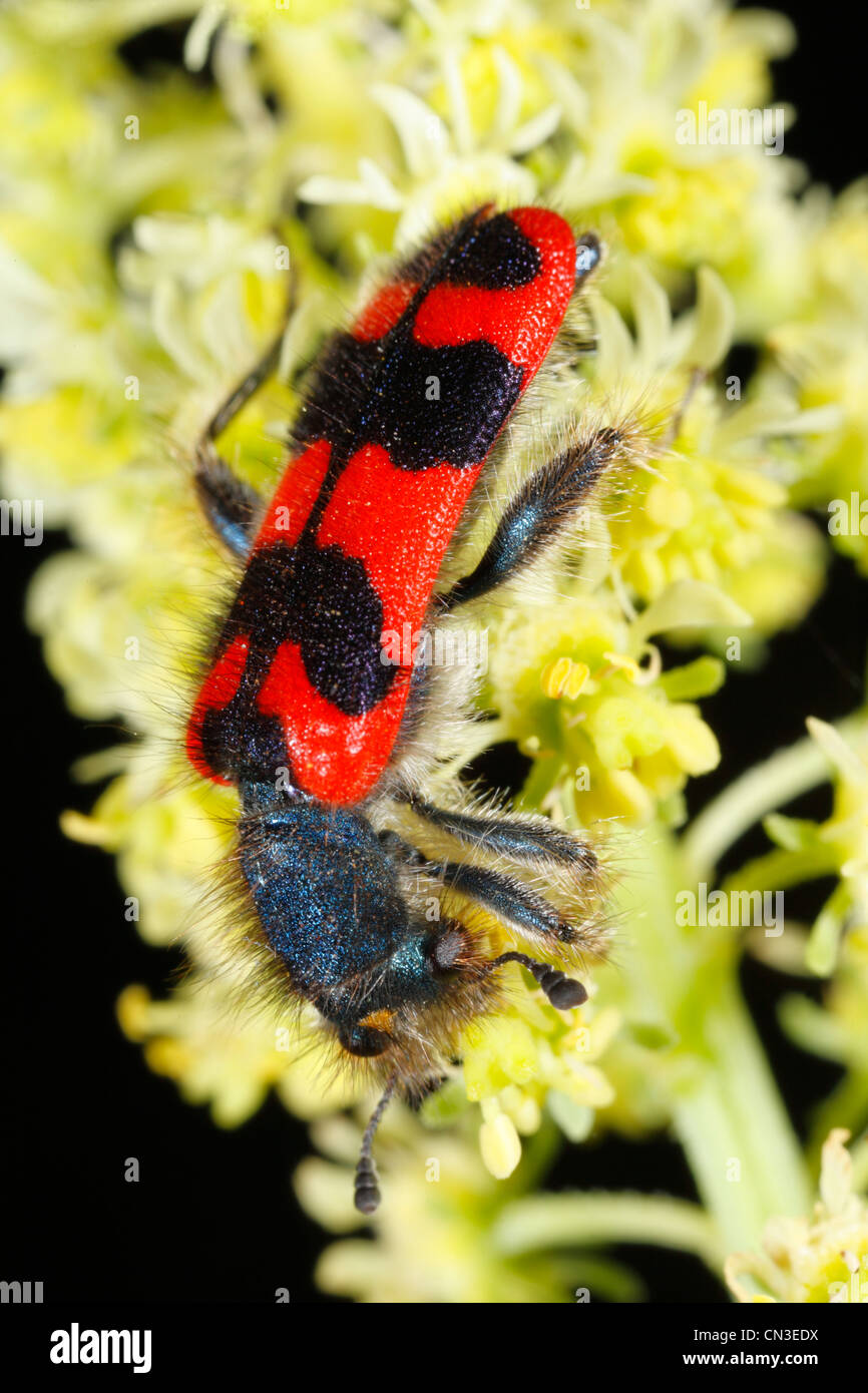 Bee Beetle (Trichodes apiarius) alimentazione su Wild Mignonette. Sul Causse de Gramat, lotto regione, Francia. Maggio. Foto Stock
