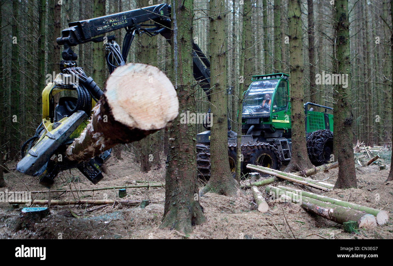 Silvicoltura il taglio di alberi in una foresta con un John Deere Harvester vicino al villaggio di ae, Dumfries and Galloway, Scotland, Regno Unito Foto Stock