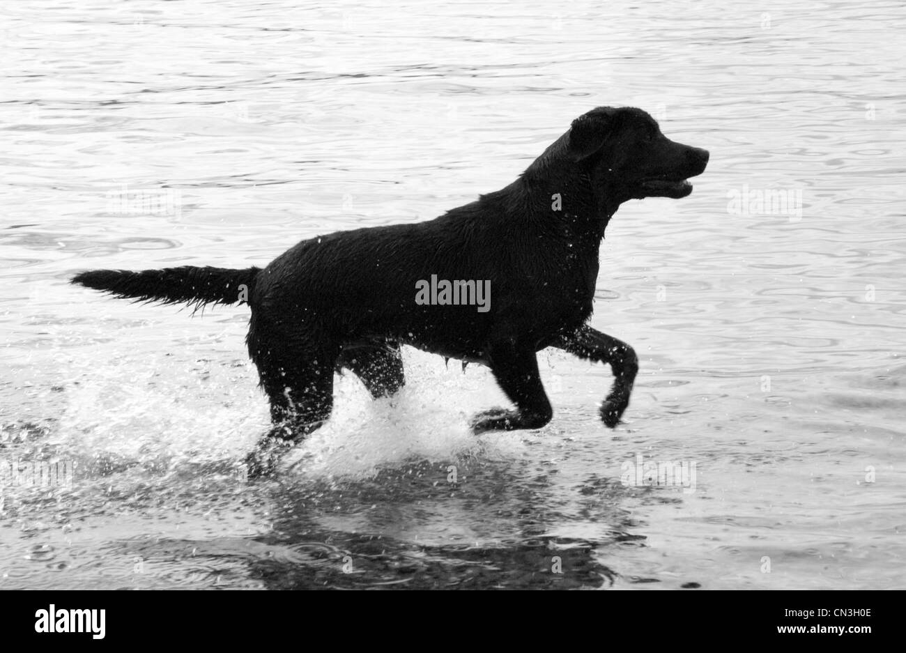 Il Labrador Retriever giocando in mare Foto Stock