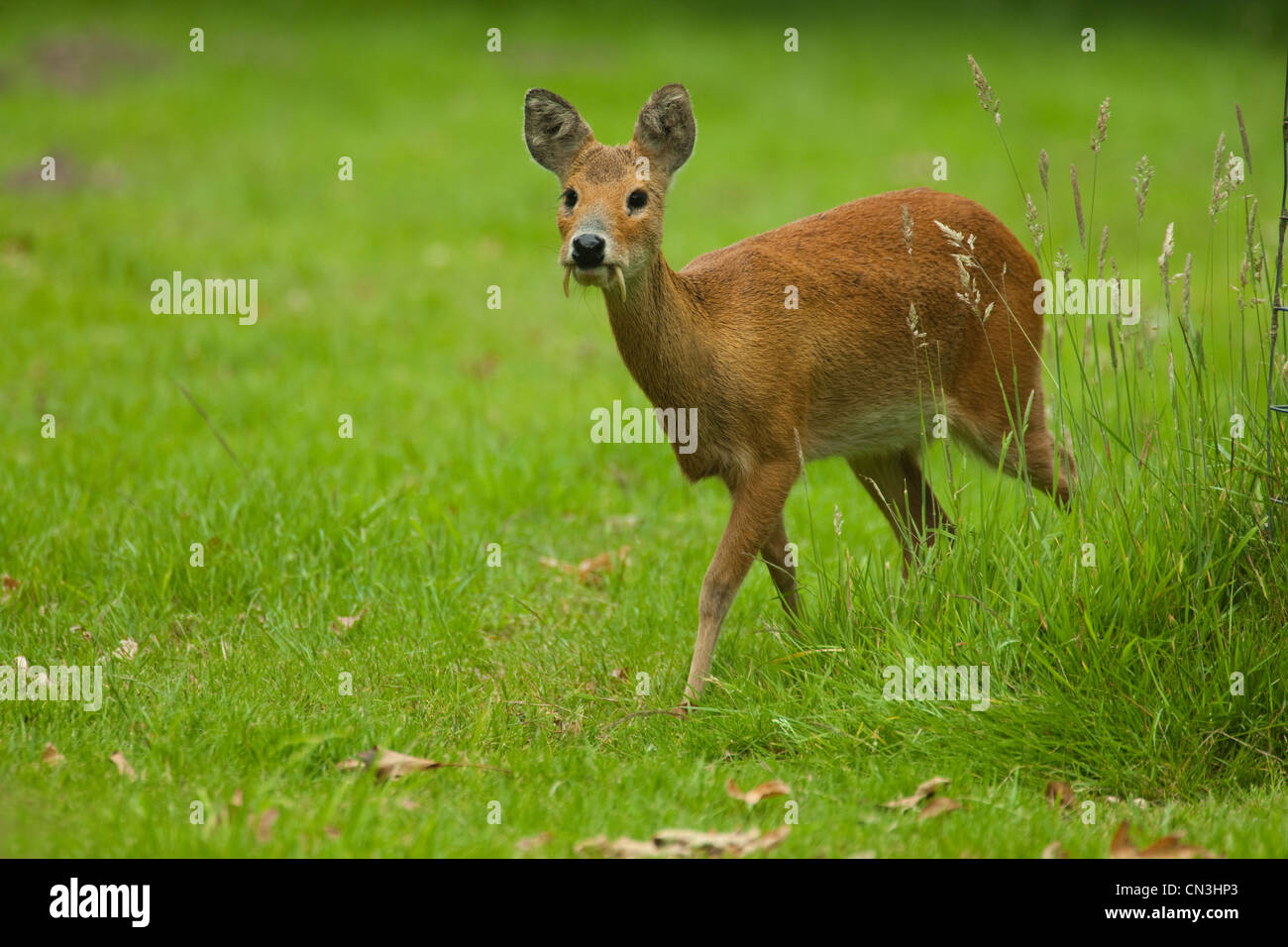 Acqua cinese Deer (Hydropotes inermis). Maschio. Broadland. Norfolk. Foto Stock