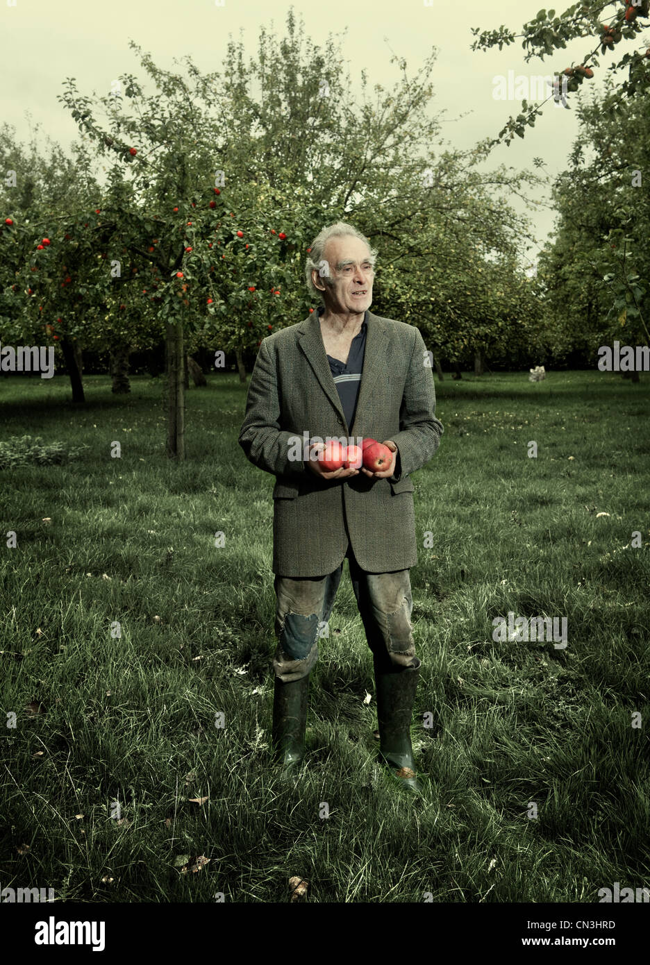 Senior uomo con le mele nel frutteto Foto Stock