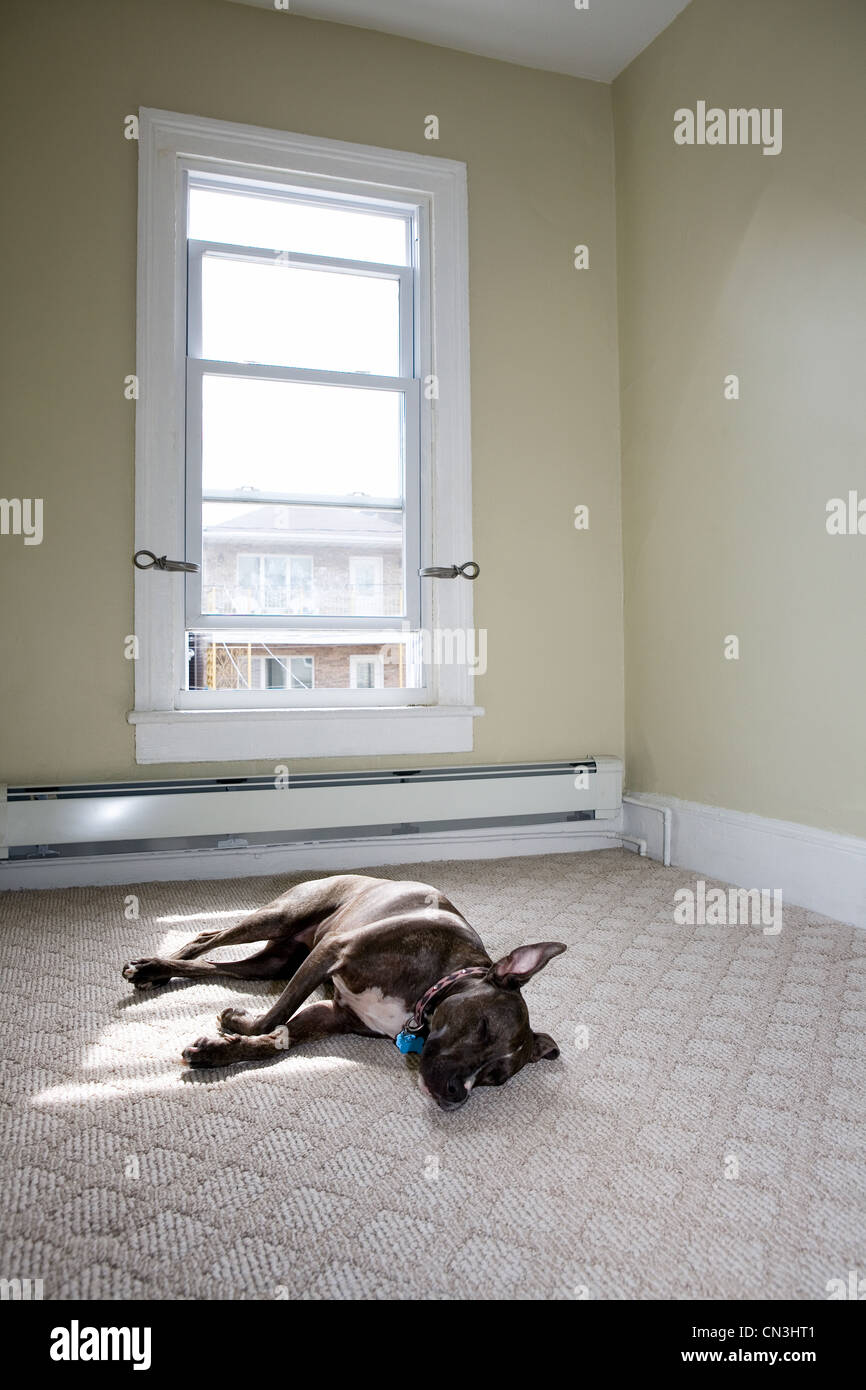 Femmina di pit bull dormire in camera soleggiato Foto Stock