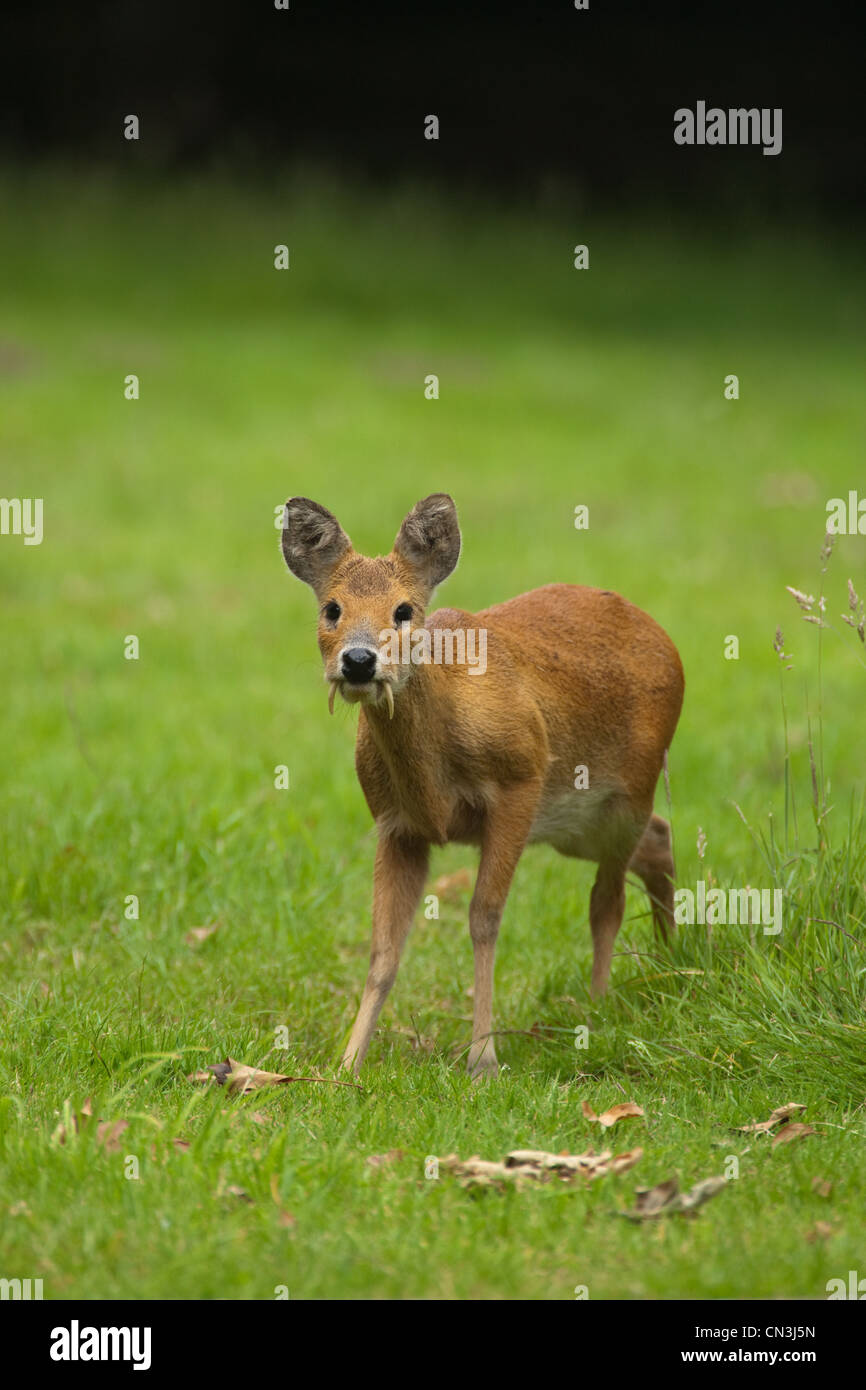 Acqua cinese Deer (Hydropotes inermis). Maschio. Broadland. Norfolk. Foto Stock