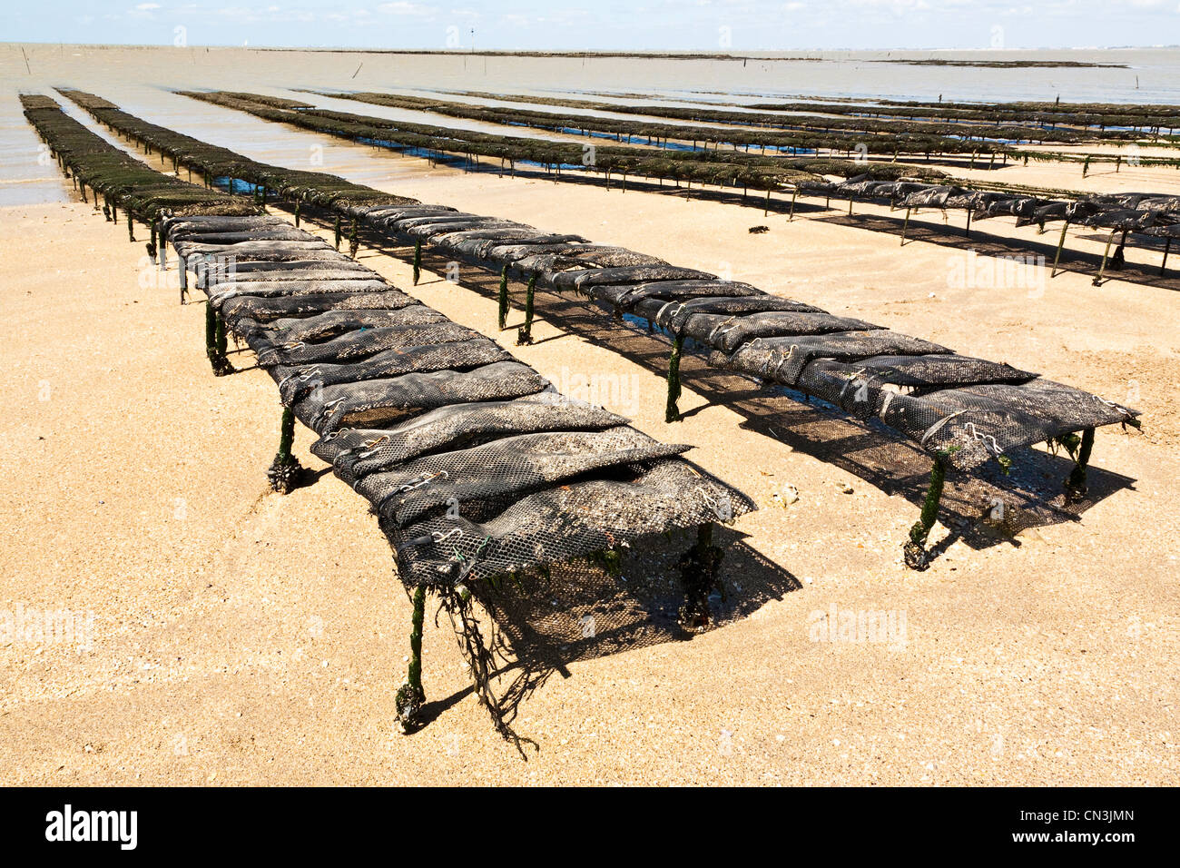 Francia, Charente Maritime, Fouras, tasche di ostriche a bassa marea Foto Stock