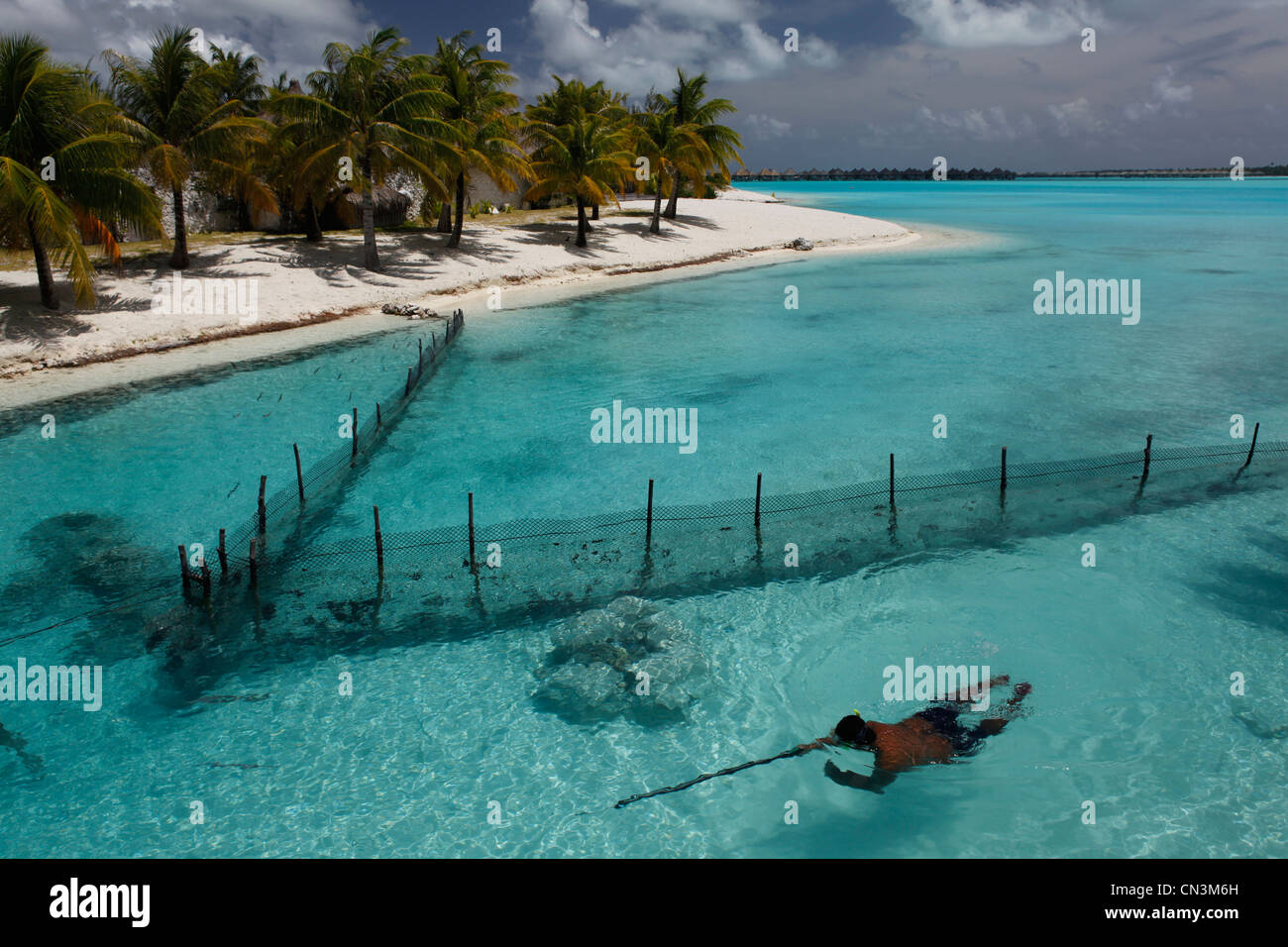 Francia, Polinesia francese, la società Arcipelago delle Isole Sottovento, Bora Bora, pesca sottomarina di Paihere Pesce di carangidi () Foto Stock