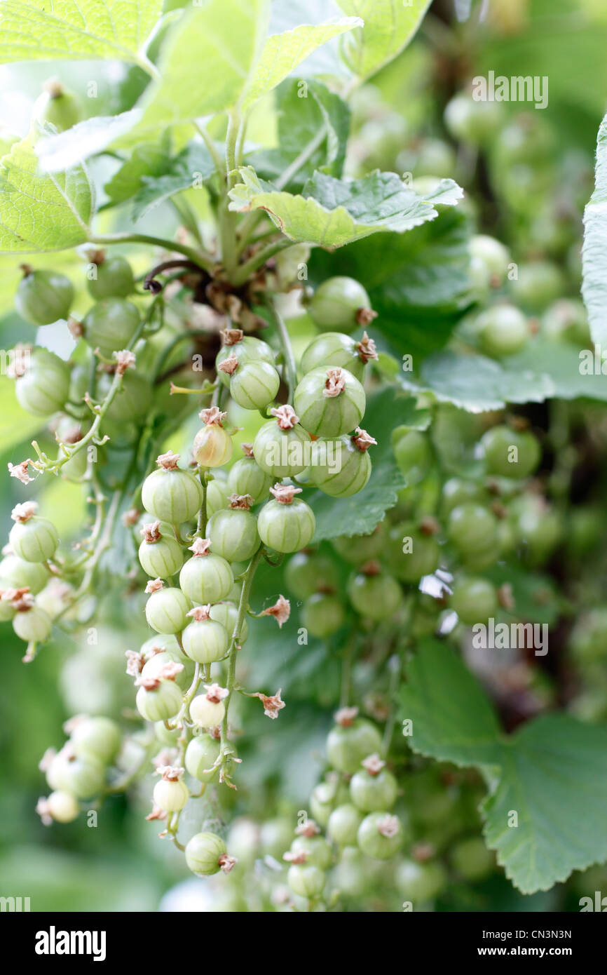 Letto rialzato giardino suburbano. La frutta può essere visto, ribes rosso - Ribes rubrum Foto Stock