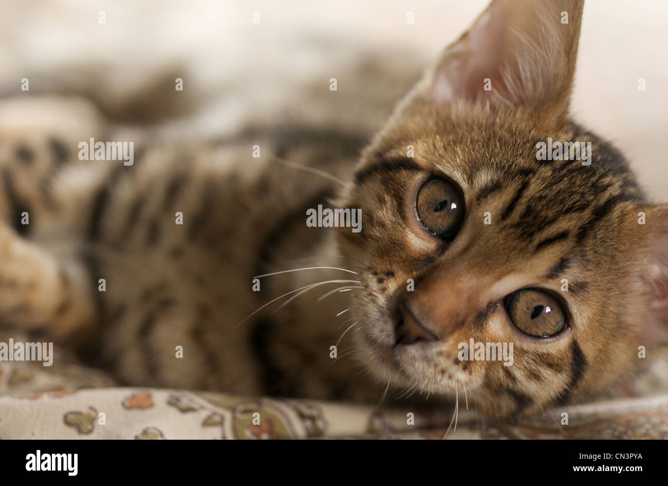 Giovane gattino del bengala. Foto Stock