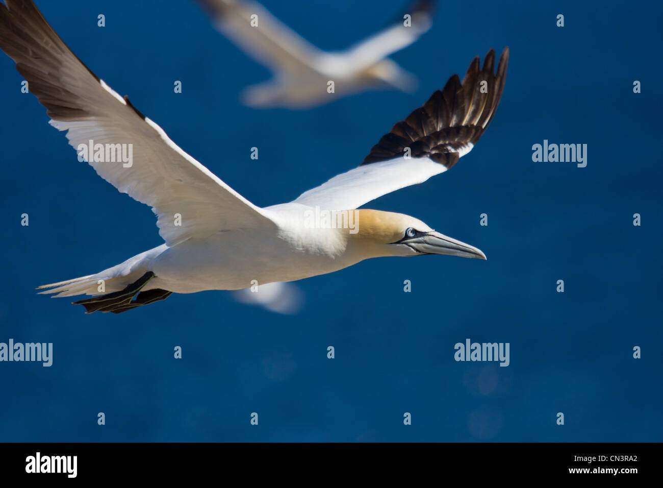 Canada, Provincia di Quebec, Gaspesie, Parco Nazionale di Isola di Bonaventure e Perce Rock, Gannett (Sula bassana) in volo Foto Stock