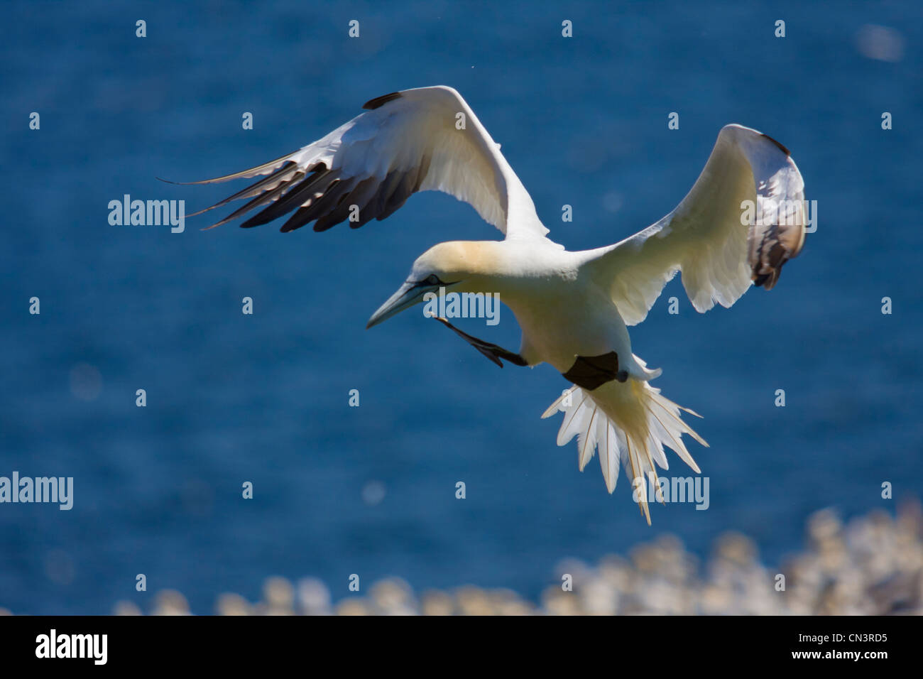 Canada, Provincia di Quebec, Gaspesie, Parco Nazionale di Isola di Bonaventure e Perce Rock, Gannett (Sula bassana) la fase di atterraggio in un Foto Stock