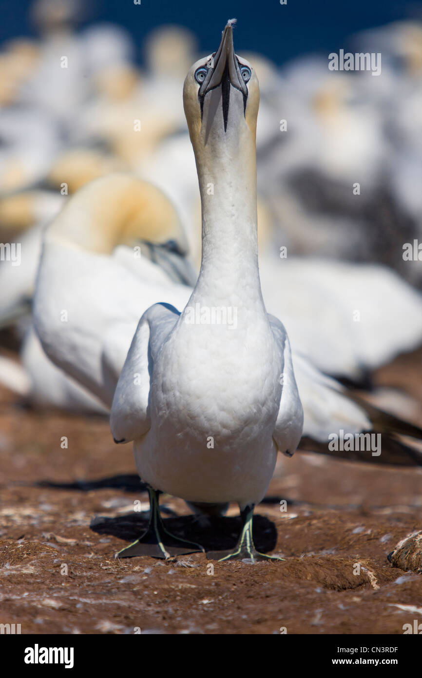 Canada, Provincia di Quebec, Gaspesie, Parco Nazionale di Isola di Bonaventure e Perce Rock, atteggiamento di tornitura di un gannett (Sula Foto Stock