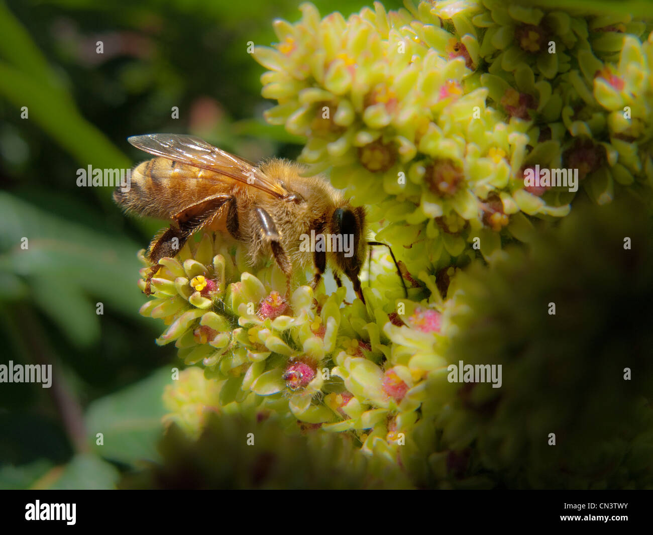 Un miele delle api visitando un arbusto in un giardino di Londra Foto Stock