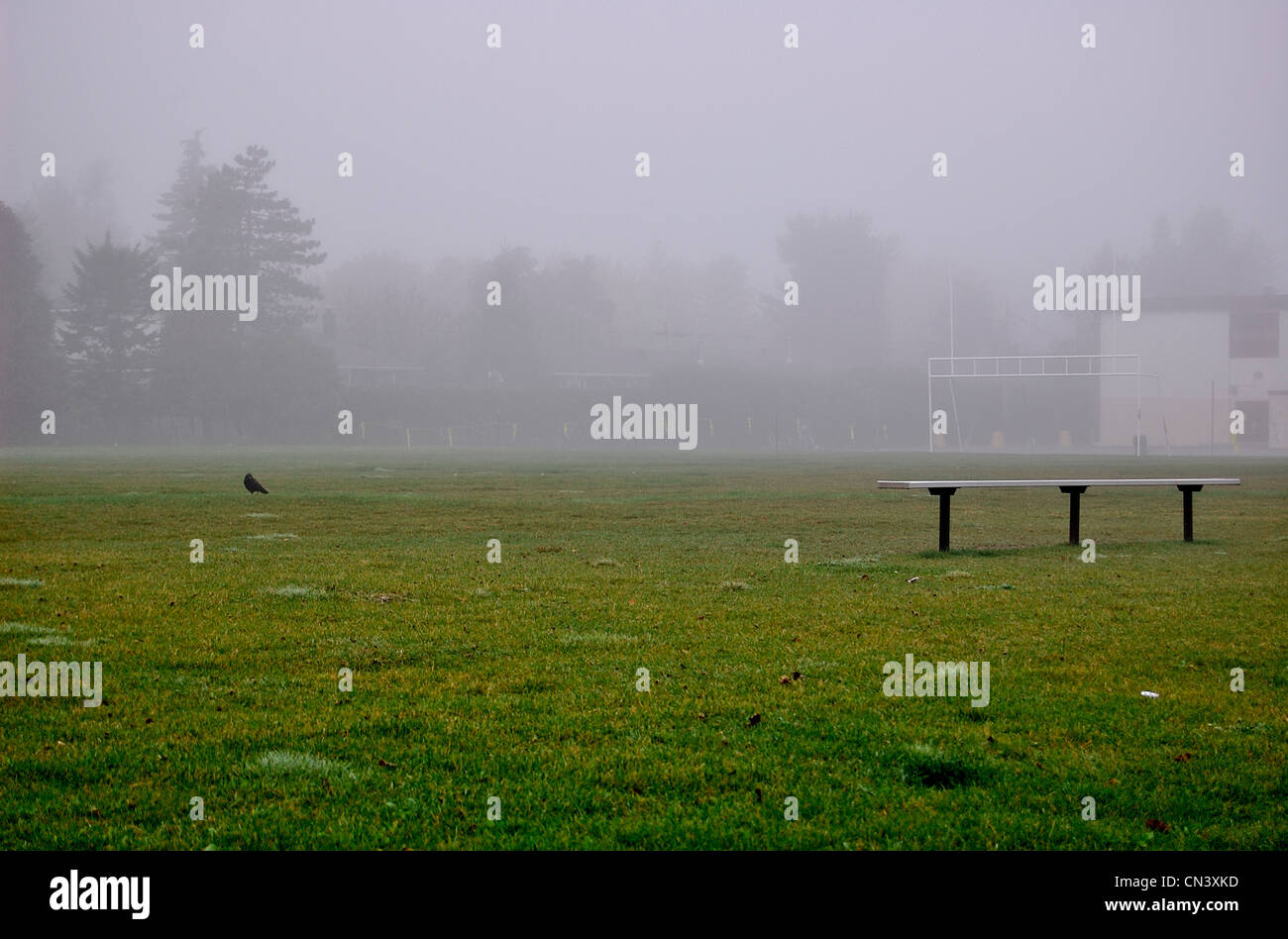 Blackbird accanto a un banco di lavoro su una nebbia di un campo da calcio, Otterburn park, Québec Foto Stock