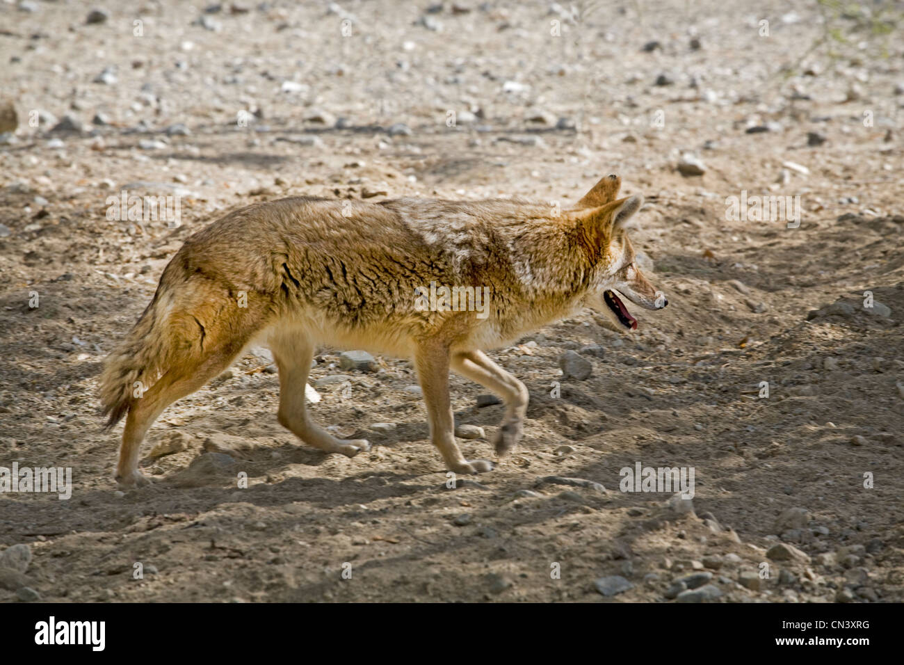 Un coyote, Canis latrans, cerca il Deserto Mojave per alimenti in California del sud Foto Stock